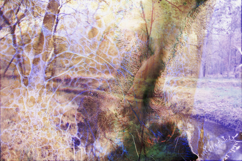 Collaborations With Nature no. 2 by Ajay Malghan