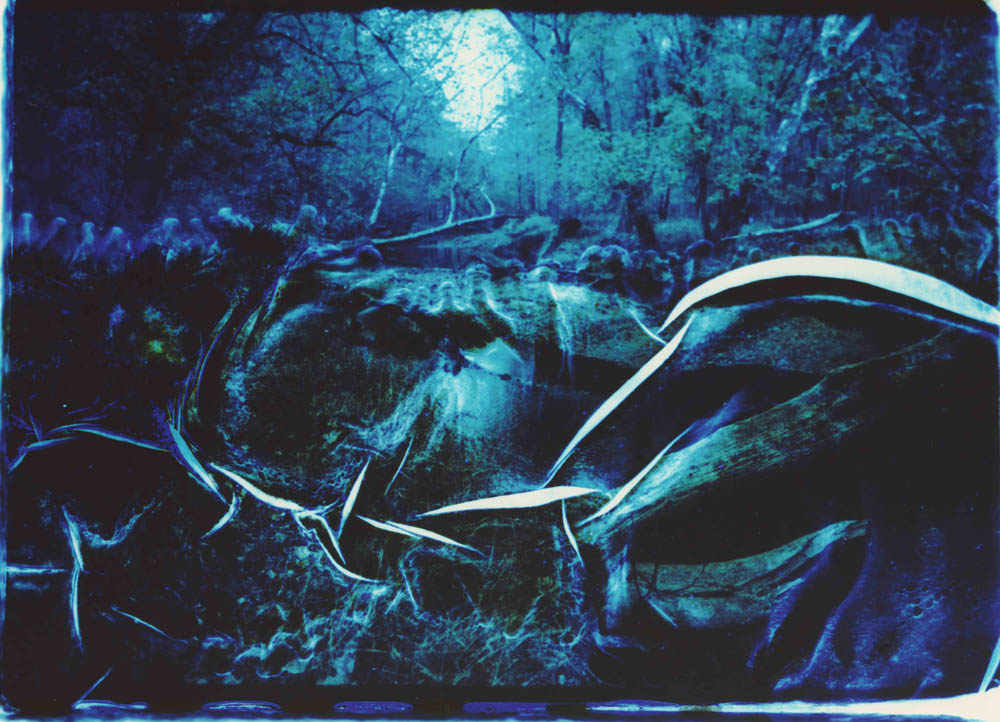 Collaborations With Nature no. 4 by Ajay Malghan