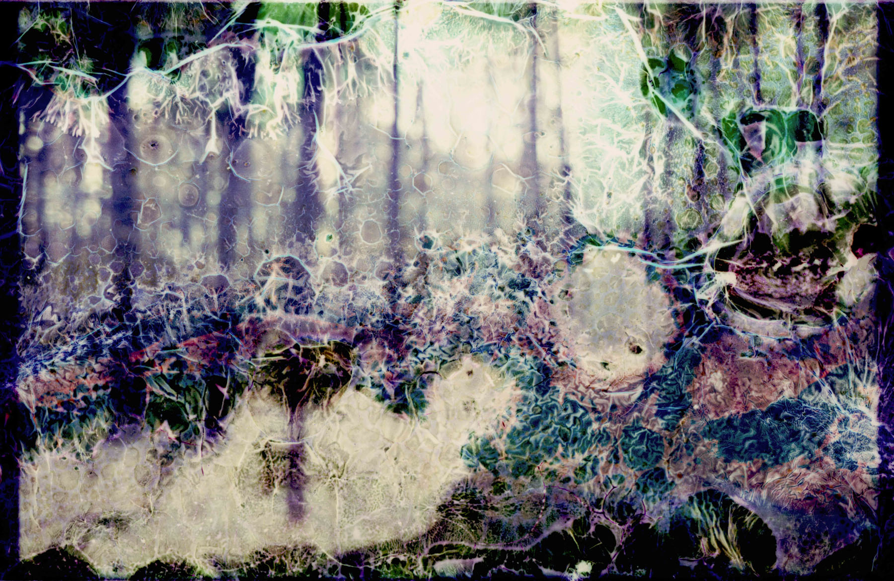 Collaborations With Nature no. 8 by Ajay Malghan