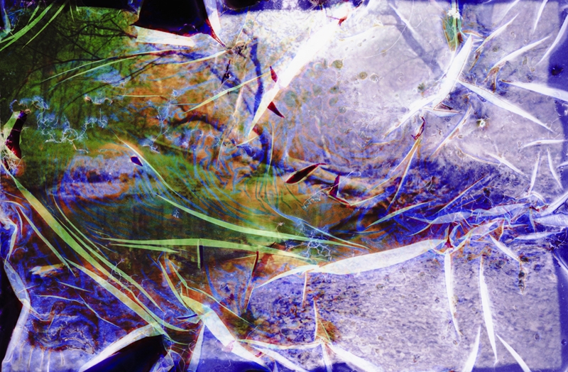 Collaborations With Nature no. 10 by Ajay Malghan