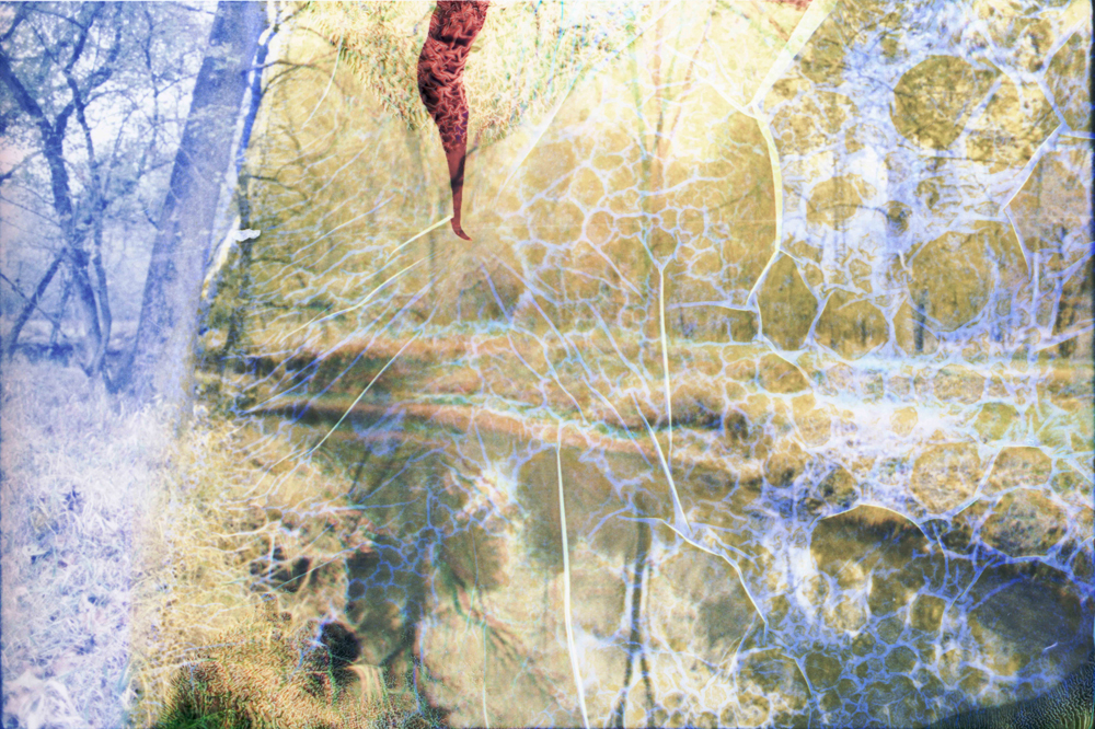 Collaborations With Nature no. 13 by Ajay Malghan