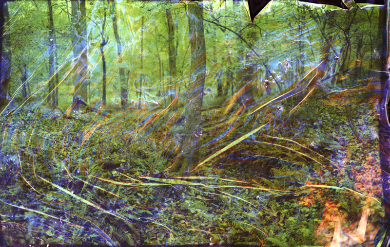 Collaborations With Nature no. 14 by Ajay Malghan